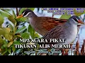 Download Lagu suara pikat burung tikusan alis putih atau tikusan rawa durasi panjang !!!