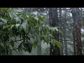 Download Lagu Fall Asleep Like a Baby with Heavy Rain Sounds in the Forest