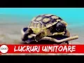 Download Lagu Top 1000 Lucruri UIMITOARE