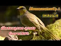 Download Lagu เสียงนกดอกแตงEp.5 Birds sounds เพลงเบิ้ล เปิดให้ลูกนก-ลูกเสอร้องตาม ใช้ต่อนกป่า เปิดให้นกคึก