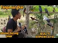 Download Lagu SEMUA JENIS BURUNG YANG ADA DIBUMI TERNYATA BISA JINAK