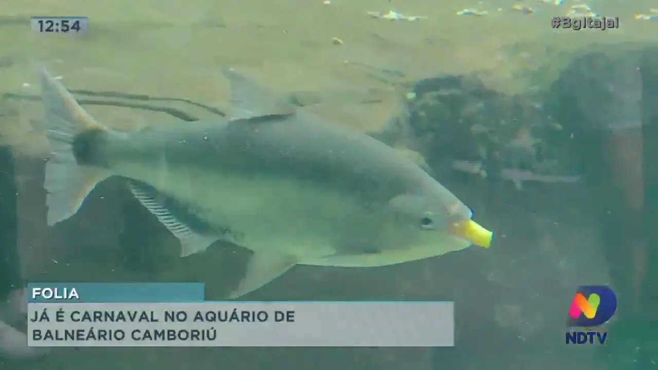 Já é carnaval no aquário de Balneário Camboriú
