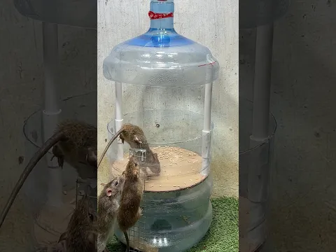 Best home mouse trap/mouse trap tips from plastic bottle