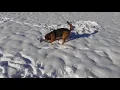 My Dog the Rottweiler Beagle Mix Fly loves the fresh snow