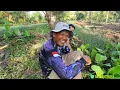 Download Lagu TAK DI SANGKA TERNYATA TANAMAN MAS MUSLIMIN SUBUR SEKALI PETANI MUDA RANTAU ASAL PEMALANG