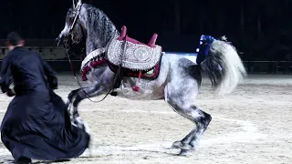 مبدع الباديه و محمد جمعة البراجيلي بطولة مصر الدولية لأدب الخيول العربية النسخة الرابعة      دندنها