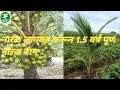 Lagu Coconut plantation completed 1.5 years ago coconut farming Maharashtra