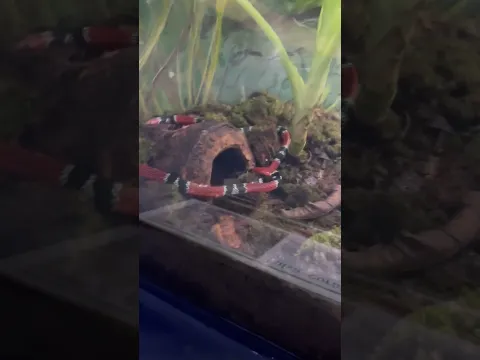 False coral snake (Falsa Coral) at Instituto Butantan #butantan #snake