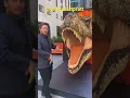 Download Lagu Chris Pratt almost gets eaten by Lego Rexy!!! #jurassicworlddominion #shorts