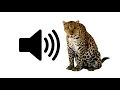 Download Lagu Cheetah - Sound Effect | ProSounds