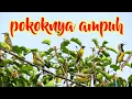 Download Lagu Suara Pikat Sogon Dan Burcil Paling Simple