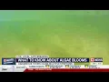 Algae bloom dangers what to know about safe swimming