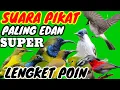 Lagu suara pikat semua jenis burung kecil paling ampuh super lengket