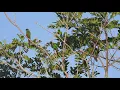 Blue-throated (ochre-marked) Parakeet (Pyrrhura cruentata), Tiriba-grande
