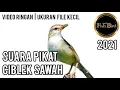 Download Lagu pikat ciblek sawah | ciblek sawah nempel | pikat ciblek sawah paling ampuh DURASI 1 JAM