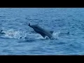 Open Ocean: 10 Hours of Relaxing Oceanscapes | BBC Earth
