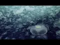 Download Lagu Open Ocean: 10 Hours of Relaxing Oceanscapes | BBC Earth