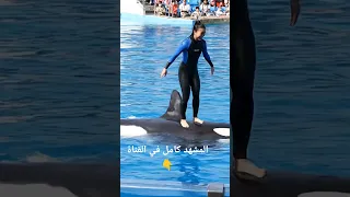 لقطه استفزاز  الاوركا دندنها