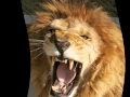Download Lagu LE LION EST MORT CE SOIR. HENRI SALVADOR + LYRICS (paroles).