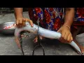 Download Lagu Village Food - Big Kakila/Gar Fish Masala Curry Recipe - Traditional Fish Curry