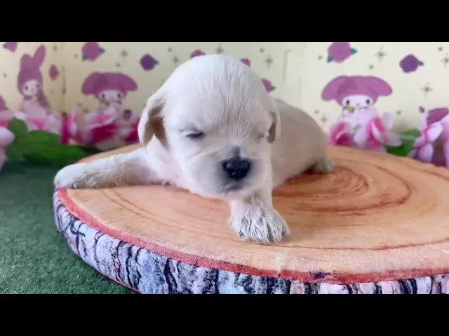 動画