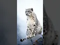Download Lagu Grace of the Mountains: The Snow Leopard’s Watch!