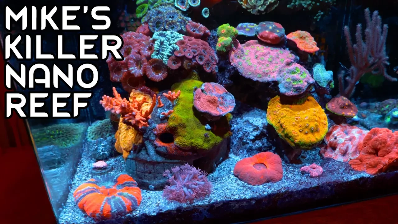 Mike's 30-Gallon Nano Reef