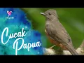 Download Lagu Suara Cucak Papua atau Cucak Rotan Untuk Terapi Stres dan Memancing Bunyi