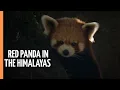 Breathtaking and rare images of a red panda in the depths of the Himalayas Full Documentary