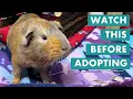 Before You Adopt a Guinea Pig Tips and 7 Essential Questions to Ask