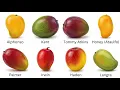 Every Mango Explained