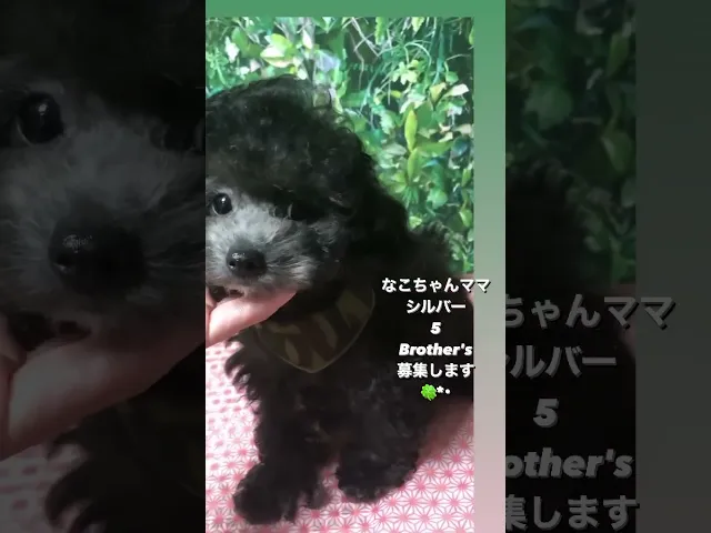 動画
