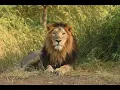 Download Lagu Last of the Lions - Full Film