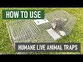 How to Use Solutions Humane Live Animal Traps DIY Animal Control