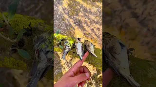 ملوك الطيور المغردة من الطبيعة Birds In Nature Birds Nature Oiseaux Wildlife Chardonneret 