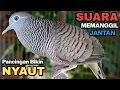 Perkutut Lokal Gacor Suara Besar Pancingan Burung Perkutut Agar Cepat Bunyi