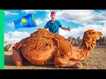 Butchering a 1 000 Pound Camel in Kazakhstan