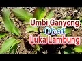 Download Lagu Umbi GANYONG Obat Luka Lambung