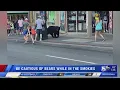 Gatlinburg Police urge caution as bear sightings in city increase