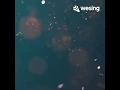 流浪花(Live)