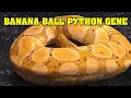 All about BANANA BALL PYTHONS What does it do in combos 10 000 banana Same as CORAL GLOW