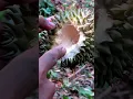 Download Lagu Gak nyangka di kebun durian ini menemukan hewan langka, Ngebolang #25 #jejakbudakabrag