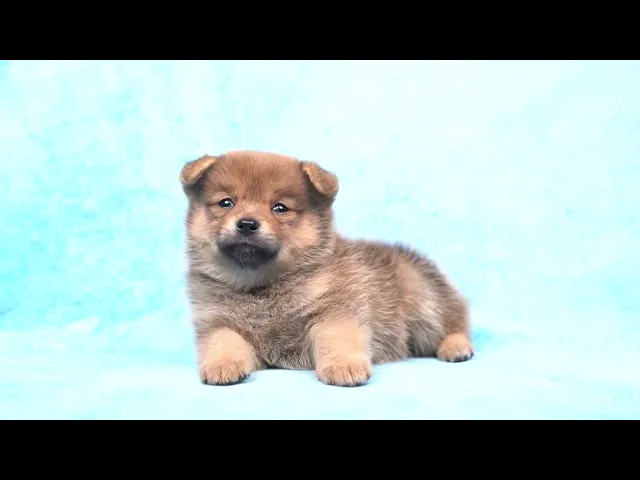 動画