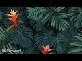 Lagu Relaxing Hawaiian Background Music - Tropical Mood Instrumentals