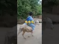 Download Lagu Funny donkey fall down🤣🤣 #funny #donkey #shorts #viral