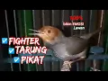 Download Lagu pancingan suara ciblek cemplir gacor