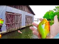 Download Lagu How To Catch Freshwater Catfish Easy!