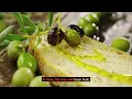 Why You Should Grow Olea Europaea The Olive Tree