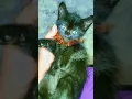 Download Lagu sholawat #sholawat #maulidnabi #cats #catshorts #shots #berandayoutube #kitten