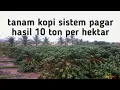 Download Lagu tanam kopi sistem pagar hasil 10 ton per hektar